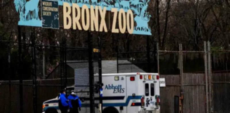 Tigresa y leones del Zoológico del Bronx dan positivo a COVID-19 en Nueva York