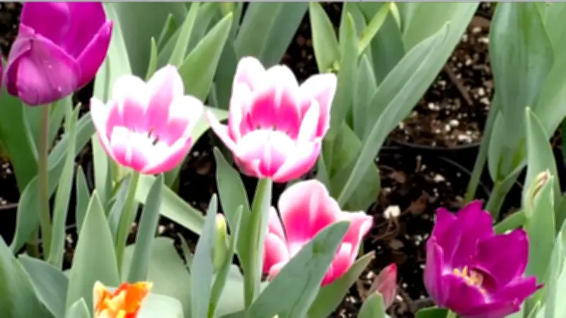 Tulipán Holandés de Atlixco: La Flor Emblemática del Día del Amor y la Amistad