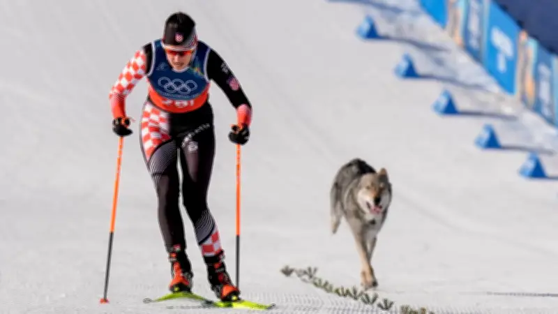 Un Husky se roba la escena en esquí de fondo de Milano Cortina 2026: tierno intruso viral