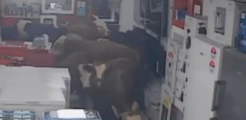 Vacas causan destrozos en tienda de electrodomésticos en Turquía; video se viraliza