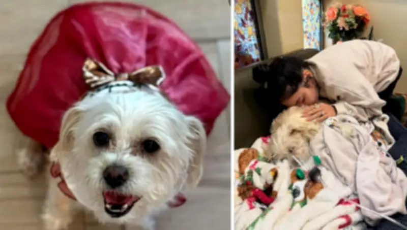 Vanessa Hudgens en duelo tras sacrificar a su perrita Darla, su 'dulce niña'