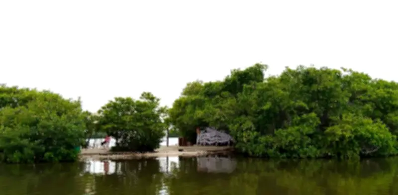 Veracruz en Emergencia: Lucha Comunitaria por Recuperar Humedales Degradados