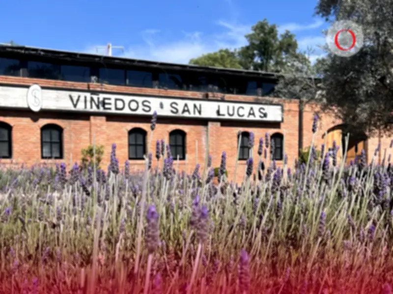 Viñedos San Lucas: El Destino Romántico de San Miguel para San Valentín