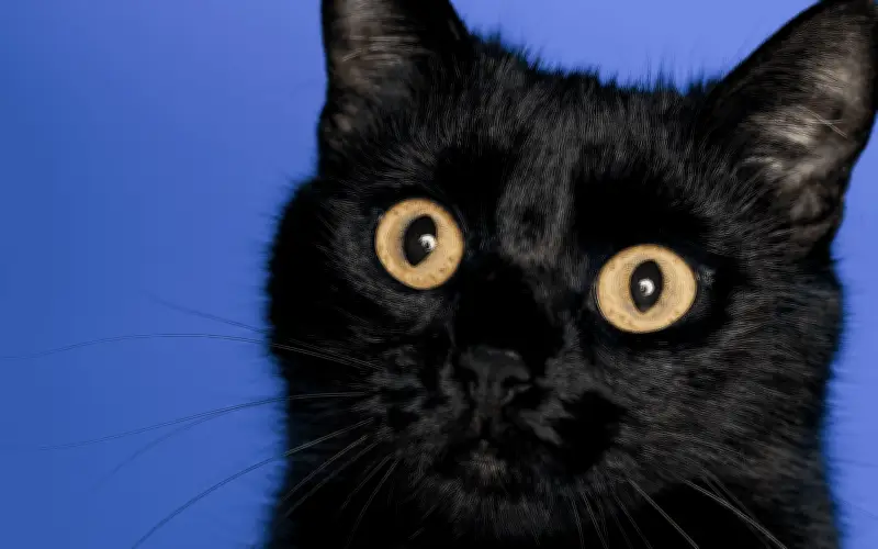 Viernes 13 en México: Historia y Supersticiones que Perviven en la Cultura Popular