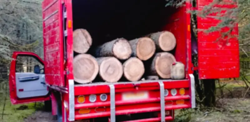 Vinculan a proceso a talamontes detenidos en el Nevado de Toluca con prisión preventiva