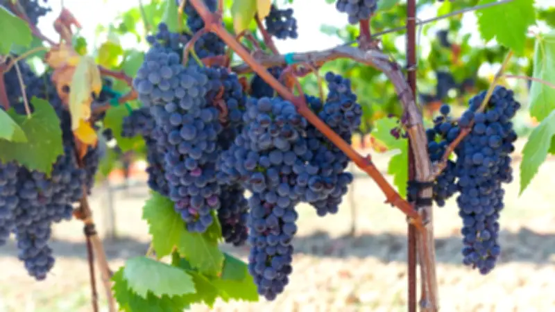 Viñedos La Redonda denuncia desalojo ilegal y toma violenta de instalaciones en Ezequiel Montes