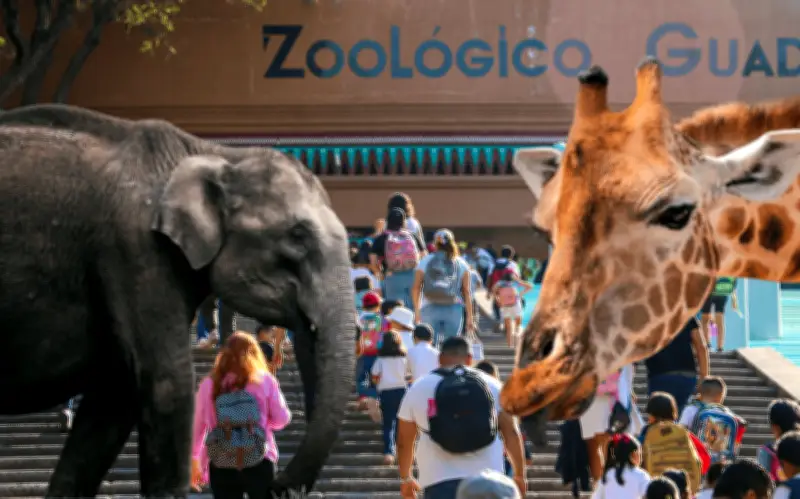Zoológico Guadalajara Lanza Promoción: Entradas de Adulto a Precio de Niño en 2026