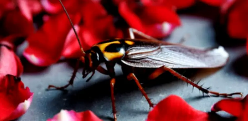 Zoológicos de EU permiten nombrar cucarachas y ratas con el nombre de tu ex en San Valentín