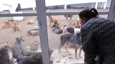 CDMX propone hasta 12 años de cárcel y multas millonarias por matar perros y gatos