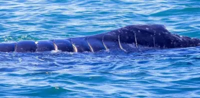 Cría de ballena jorobada atropellada en Bahía de Banderas: alerta por riesgo de muerte