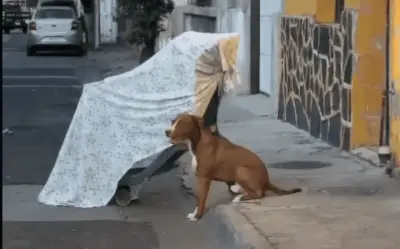 Fallece recolector en Guadalajara; su perro fiel permanece junto al cuerpo