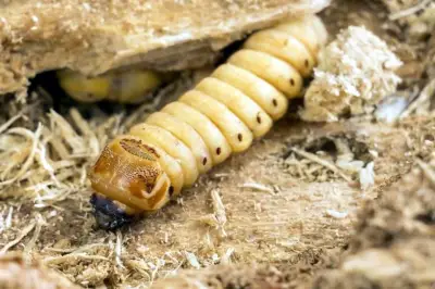 Ganaderos de Guerrero reportan más de 3,000 casos de plaga del barrenador