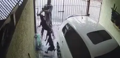 Karma instantáneo: ladrón huye tras ser enfrentado por dos perros guardianes en intento de robo