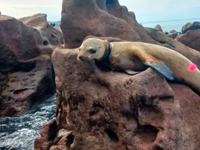 Profepa rescata a cinco lobos marinos enmallados en Baja California Sur