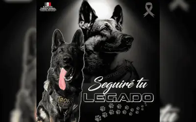 Proteo, el héroe canino que sigue guiando a México tres años después de su sacrificio