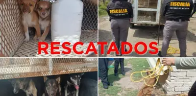 Rescatan a nueve perros en Edomex tras cateos por maltrato animal