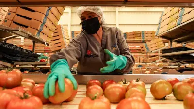 Superávit Agroalimentario de México Cae 47% en 2025, Rompiendo Racha de 9 Años