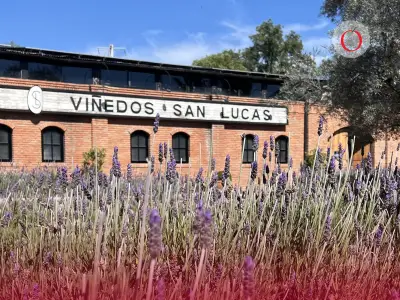 Viñedos San Lucas: El Destino Romántico de San Miguel para San Valentín