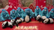 30 cachorros de panda debutan en video para celebrar el Año Nuevo chino 2026