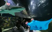 Acuario Michin Guadalajara ofrece una noche de amor entre tiburones y rayas este San Valentín
