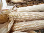 Agricultura reporta avance en incentivos para productores de maíz blanco en seis estados