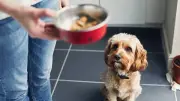 Alerta por metales pesados en comida para perros: detectan plomo y mercurio en niveles peligrosos