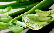 Aloe Vera: El Secreto Natural para Combatir Bolsas Oculares y Rejuvenecer la Mirada