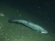 Calentamiento oceánico reduce tamaño de madurez sexual de la merluza europea