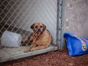 CDMX amplía consulta ciudadana sobre Ley de Refugios Animales tras rescate masivo