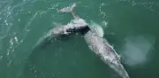 Censo Revela 792 Ballenas Grises en Santuarios de Baja California Sur