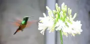 Colibríes de la CDMX en peligro: 19 especies amenazadas por contaminación y urbanización
