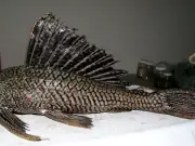 CONABIO alerta sobre especies invasoras en México: Pez diablo y lirio acuático entre las más dañinas