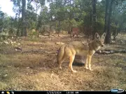 Coyotes en La Michilia: estudio del INECOL revela patrones reproductivos únicos
