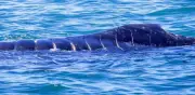 Cría de ballena jorobada atropellada en Bahía de Banderas: alerta por riesgo de muerte