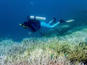 Crisis global: 50% de arrecifes blanqueados y cuarto evento amenaza peor