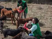 Denuncian feria de adopción ilegal en Parque México y exigen regreso de animales del Refugio Franciscano