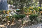 Denuncian grave deterioro de áreas verdes en emblemático Parque de Bosques de las Lomas