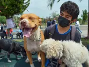 EdoMéx activa protocolos contra Rickettsiosis tras alerta de Salud por garrapatas