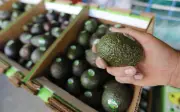 El aguacate mexicano brilla en el Super Bowl, pero enfrenta crisis de precios y competencia