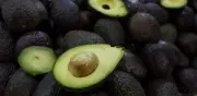 El Aguacate: Un Aliado Natural para Mejorar el Estado de Ánimo y la Salud Cardiovascular