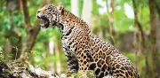 El jaguar mexicano pierde más del 50% de su hábitat histórico por fragmentación y cambio climático
