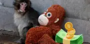 El mono de peluche de Punch: precio y la emotiva historia del changuito japonés