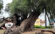 El 'Sabino' de Xochimilco: El árbol más antiguo de la CDMX con más de 500 años de historia