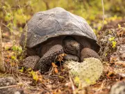 Galápagos celebra el regreso de tortugas gigantes a Floreana tras 180 años de ausencia