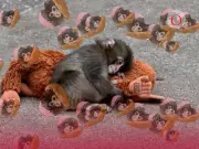 Google se une a la viralidad de Punch: activa la experiencia interactiva del mono