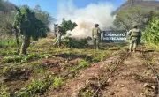 Guardia Nacional y Ejército destruyen dos plantíos de marihuana en Michoacán
