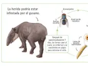Gusano Barrenador Amenaza a Tapires en Mesoamérica: Un Parásito Reemergente