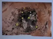 Hallazgo macabro en Mexicali: 14 fosas y 28 restos en un mes