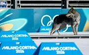Husky se cuela en pista olímpica de esquí de fondo en Milano-Cortina 2026