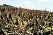 Importación de Sorgo en México Registra Incremento del 833% en Volumen